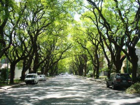 アルゼンチンンの道路は緑がいっぱい！町中に大木