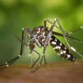 デング熱対策！カンボジアなど東南アジアで蚊に刺されないための方法まとめ