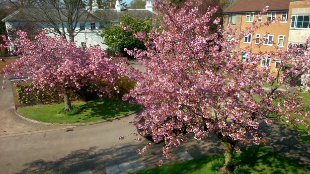 庭の桜