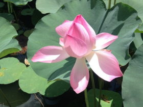 ベトナムの花