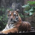 インドネシアのジャカルタから行けるおすすめ遊園地・動物園4選
