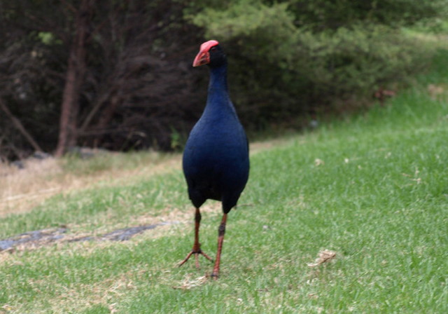 ニュージーランドの鳥