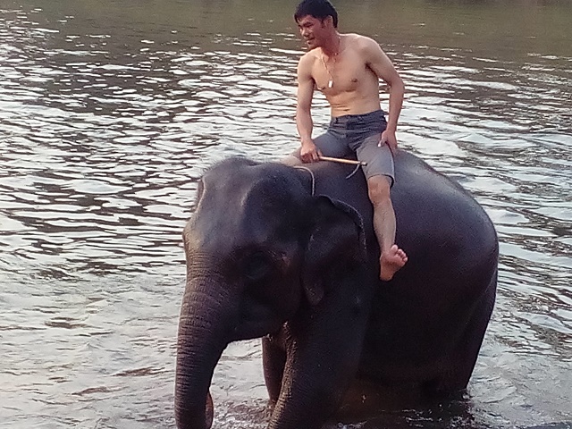 象の水遊び