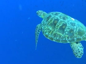 海亀