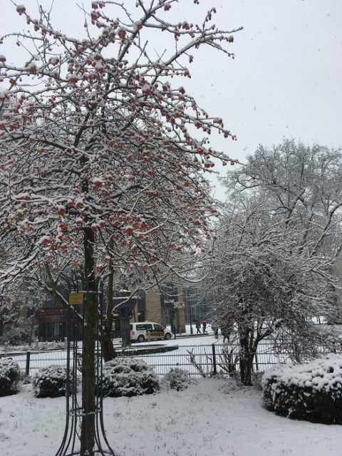 デュッセルドルフの冬