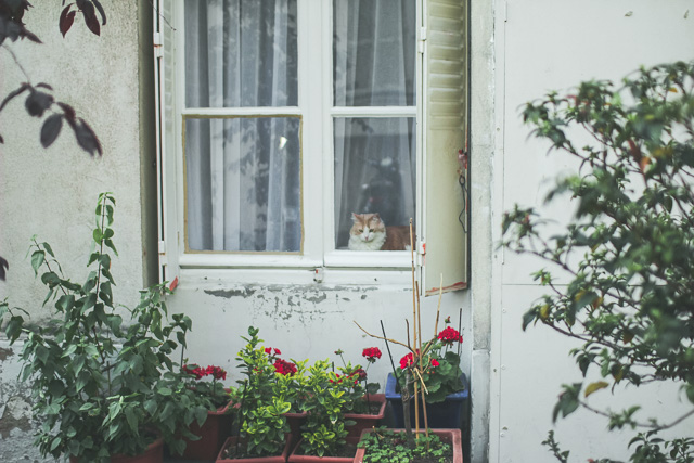家の窓と猫